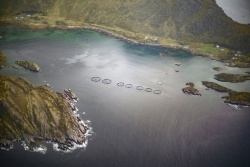 Sistema “semáforo” permite incrementar la producción de salmón en Noruega en 9 de 13 zonas de producción