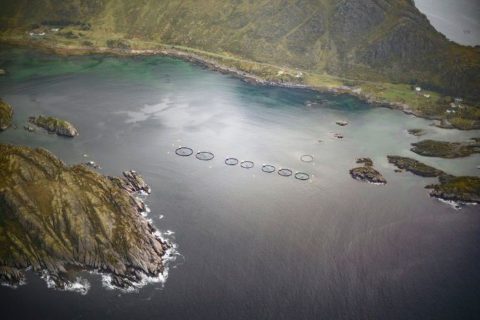 fiordo-noruega-jaulas-acuicultura