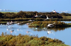 Continuan los trabajos del proyecto Aqua&Ambi para compatibilizar acuicultura y biodiversidad de los espacios Red Natura 2000