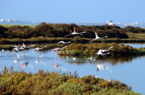 Flamencos en esteros de la Bahía de Cádiz
