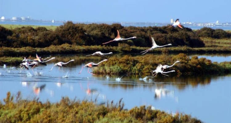 Flamencos en esteros de la Bahía de Cádiz Flamencos en esteros de la Bahía de Cádiz