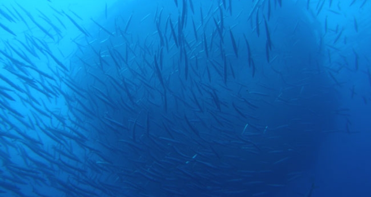 Peces fondo marino por Mateo Ballester Moltó