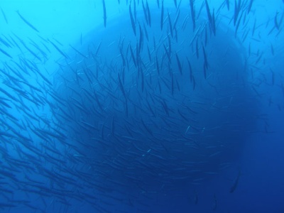 fondo-marino-jaula-superficie