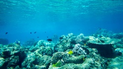 Desvelan una nueva familia de bacterias marinas con interés para aplicaciones biotecnológicas