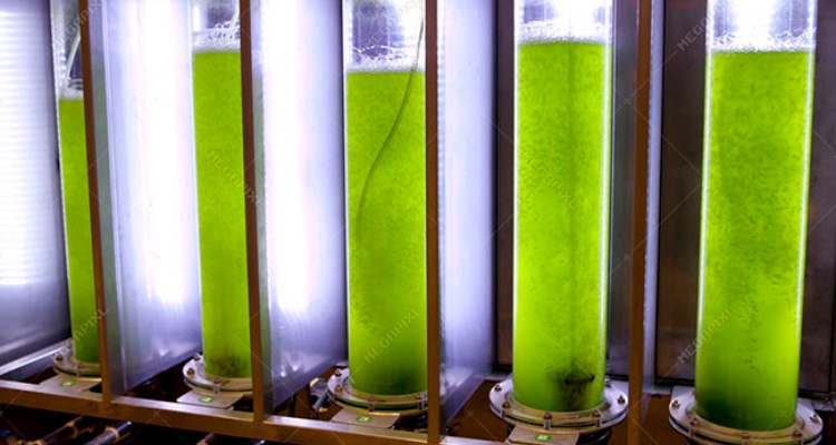 fotobioreactores-spirulina