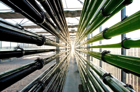 Fotobiorreactor microphyt