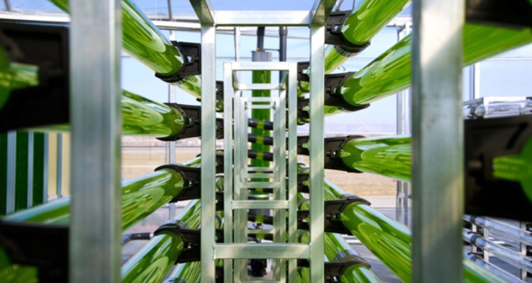 fotobiorreactores-algaenergy