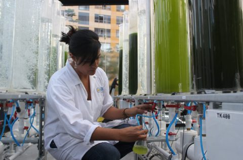 Fotobiorreactores experimentales microalgas