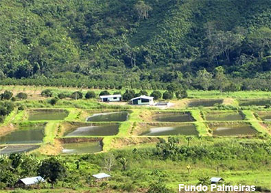 fundo-palmeira-vista-general