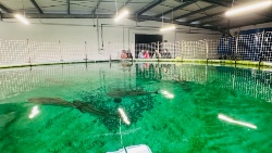 El proyecto de Futuna Blue España es la punta de lanza del lanzamiento de la seriola como especie acuícola