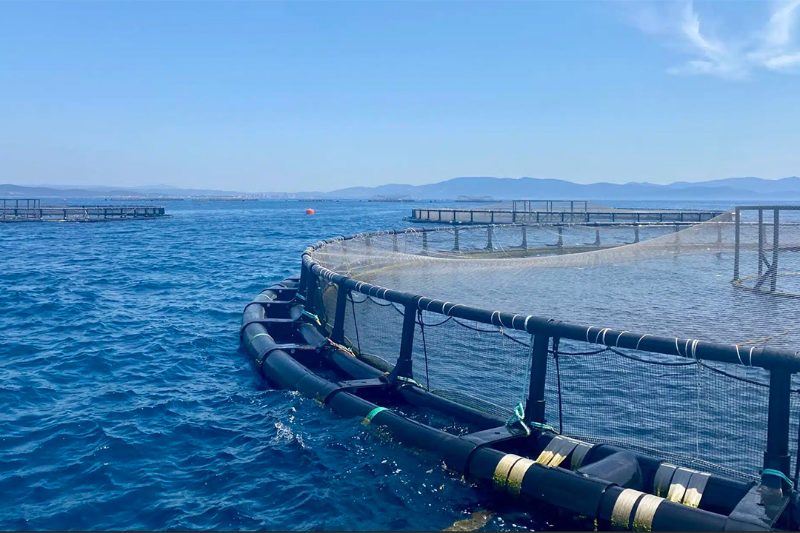 La piscicultura italiana recupera volumen en 2025, pero produce un tercio menos de lubina que en 2019
