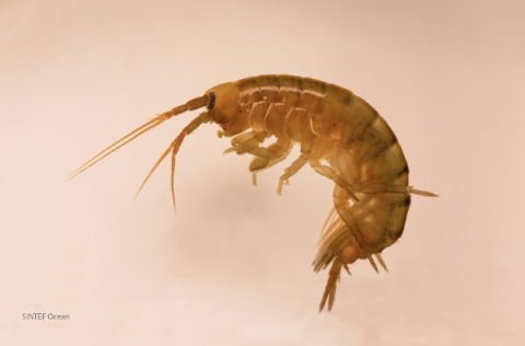 Gamárido Echiinogammarus marinus | SINTEF Ocean