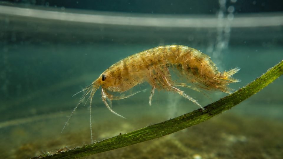 Gammarus lacusta | @misPeces