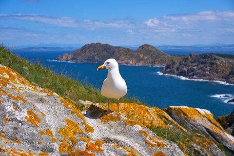 gaviota-costa-gallega