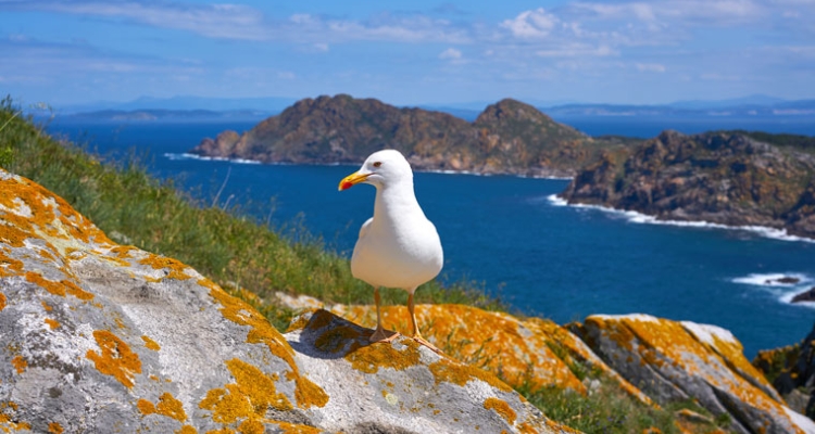 gaviota-costa-gallega gaviota-costa-gallega