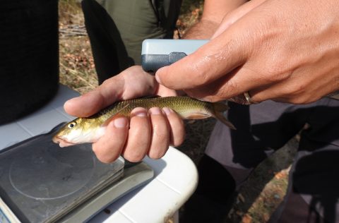 Suelta de peces autóctonos Cataluña