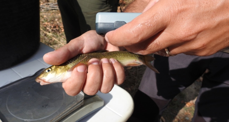 Suelta de peces autóctonos Cataluña Suelta de peces autóctonos Cataluña