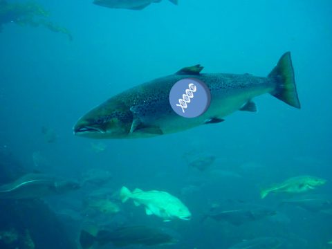 genetica-salmon-atlantico