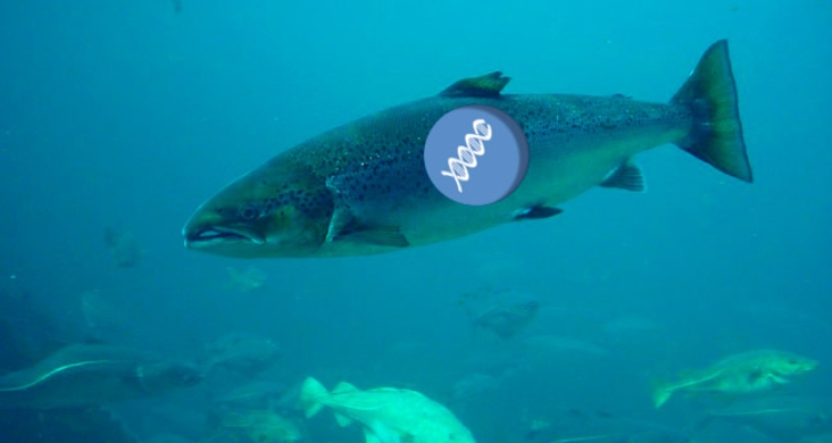 genetica-salmon-atlantico