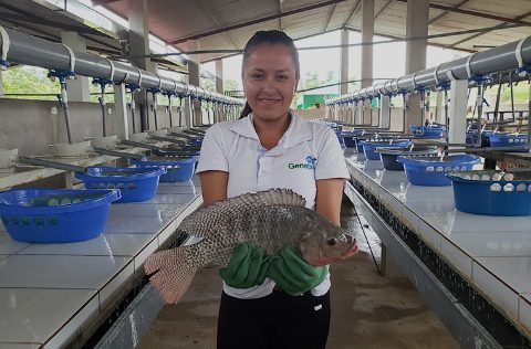 Bióloga de Genetika mantiene reproductor de tilapia