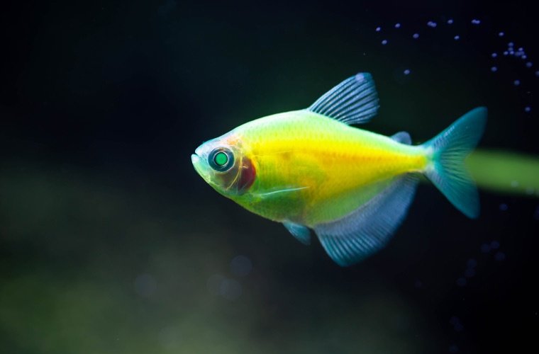 Glofish Glofish