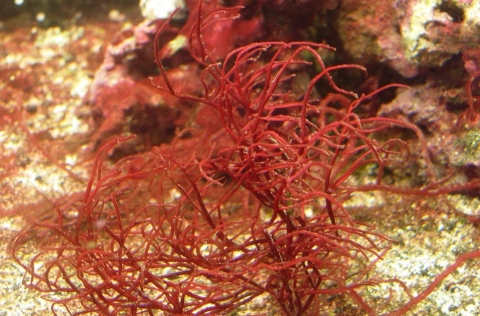 Alga roja Gracilaria sp