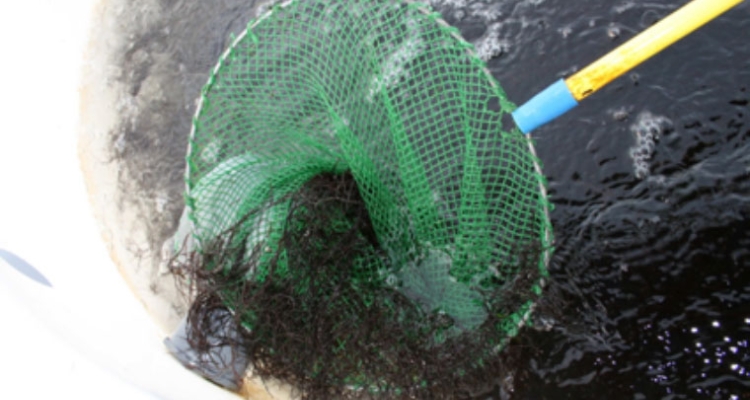 gracilaria_sp_macroalga_aquacria_arousa