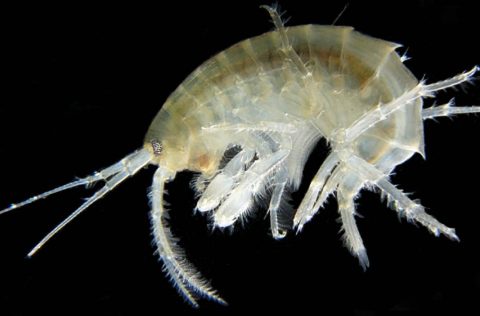 Anfipodo, Gammarus roselli