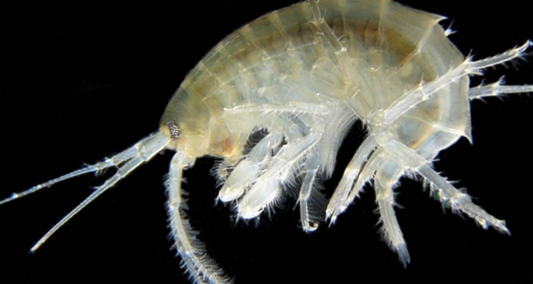 Anfipodo, Gammarus roselli Anfipodo, Gammarus roselli