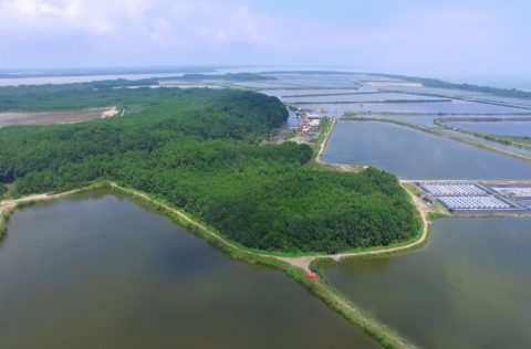 Granja de langostinos de Nueva Pescanova en Sudamérica