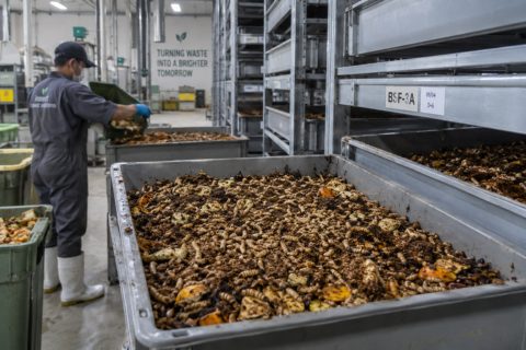 Insect inclusion in aquafeeds depends on how much chitin they provide — and which fish has to digest it