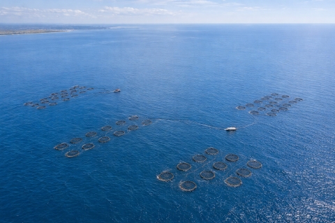 Granja marina en Gran Canaria