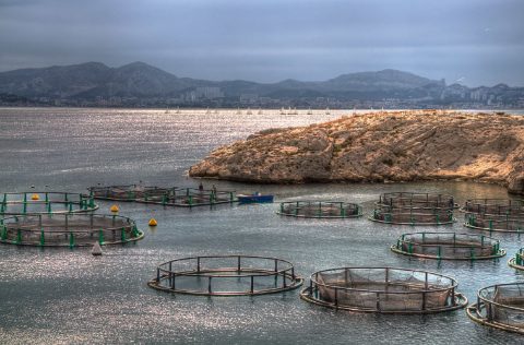 Granja Marina en Viveros Flotantes