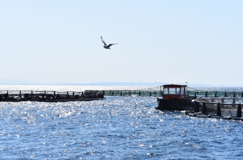 Granja en Europa dorada y lubina