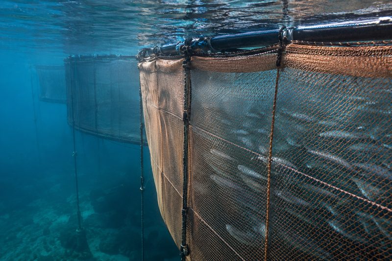 Authorisation barriers hinder access to biocides in European aquaculture