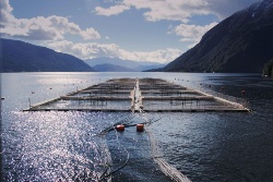 Biomarkers set to drive the shift towards predictive aquaculture