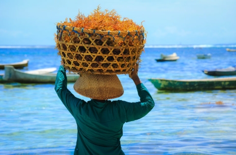Granjera de Indonesia con algas