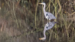 Un estudio revela que la garza real supone una mayor amenaza para la acuicultura que el cormorán grande