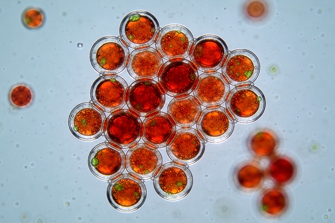 microalga Haematococcus pluvialis
