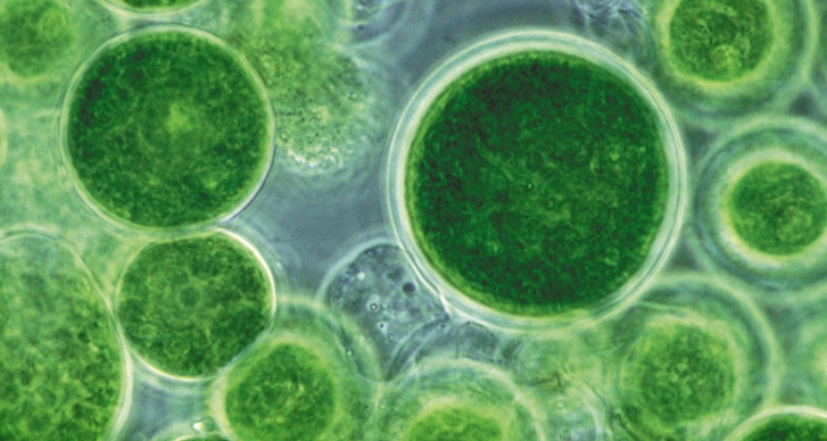 haematoccocus-pluvialis-vegetativa-fraunhofer-institute-biotechnology