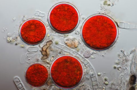 Haematococcus pluvialis al microscópio