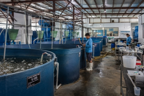 Hatchery shrimp vannamei