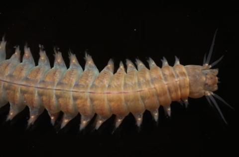 Hediste diversicolor, IATS-CSIC