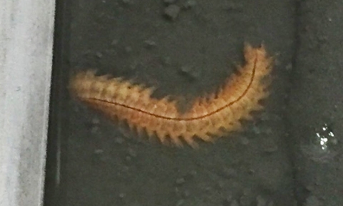 hediste-diversicolor-poliqueto-760