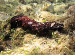 Cada vez más cerca de integrar el cultivo de pepinos de mar en granjas de peces