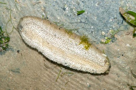 Holoturia scabra