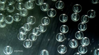 Un nuevo método de visión por ordenador con IA promete mejorar la clasificación de huevos fecundados en criaderos