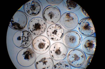Sea8 alcanza los 7 millones de larvas de lenguado en 2020 gracias a su plan de reproducción in vitro
