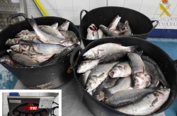 Detienen a tres personas con 350 kilos de lubinas de una granja flotante de Lanzarote