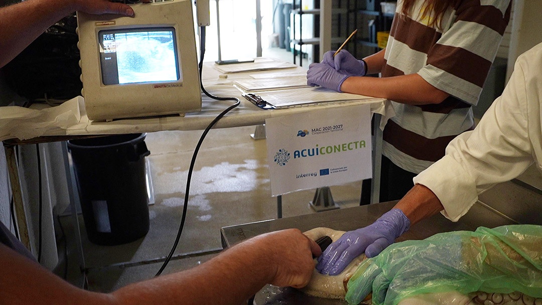 IEO-CSIC | Ecografía pulpo